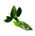Anubias Nancon green leafy sprig with water droplets