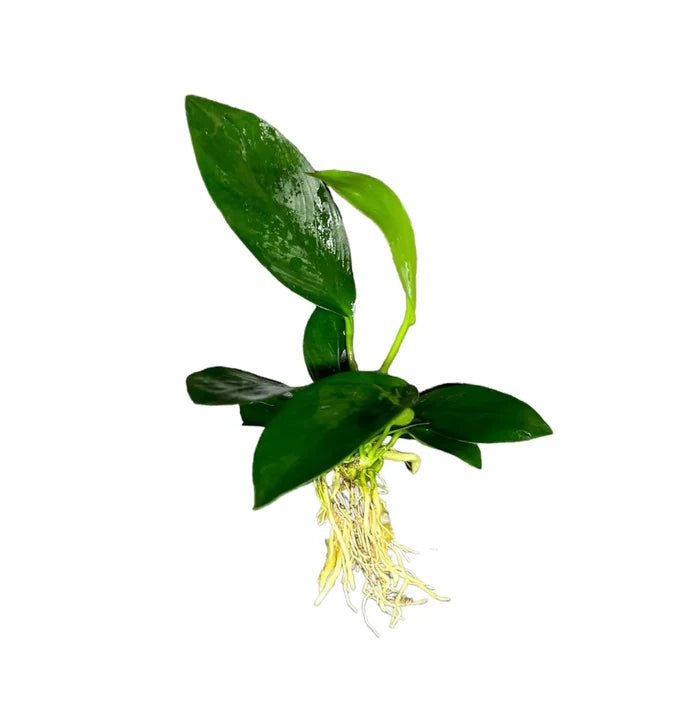 Anubias Nancon green aquatic plant with white roots for aquariums
