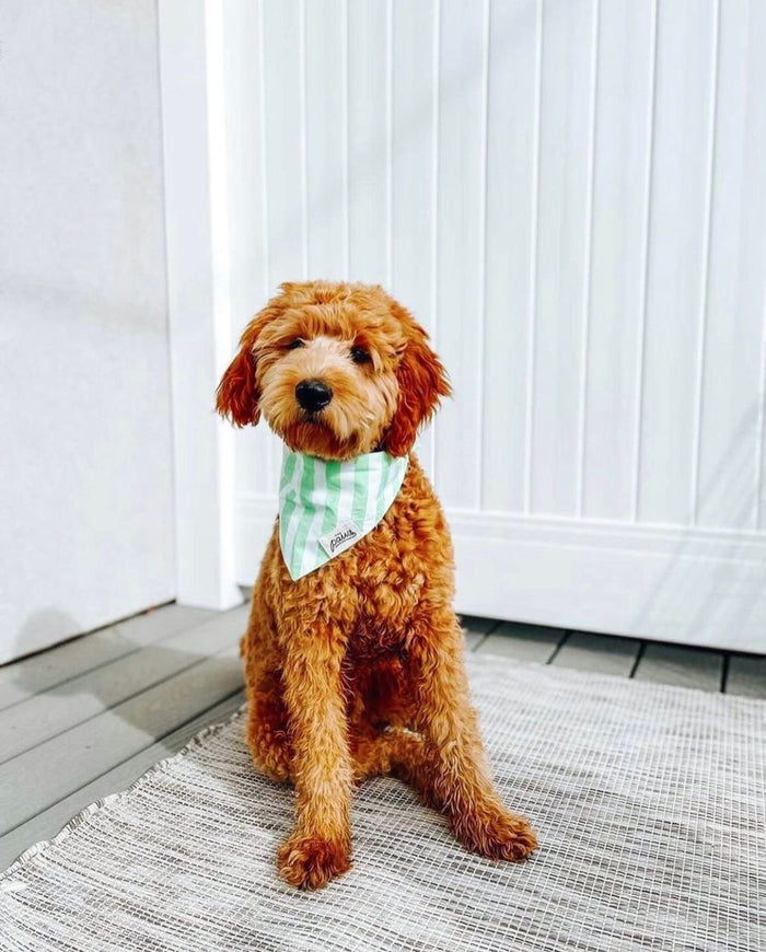 Bandana - Green Lolly
