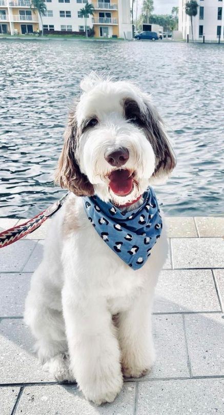 Bandana - Scout Blue