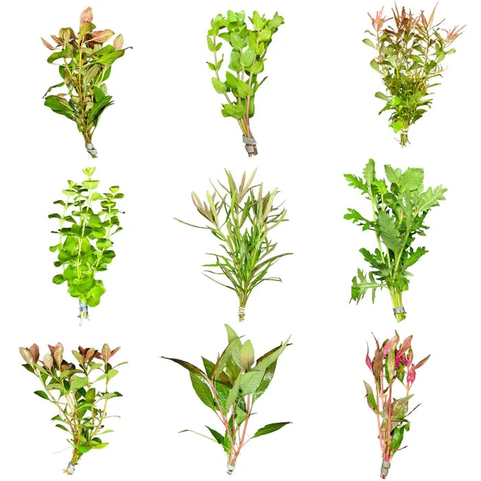 Beginner Plant Pack: 6 green aquatic plants for aquariums