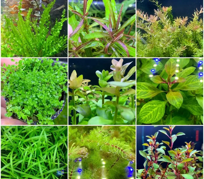 Beginner Plant Pack — easy live aquarium plants, close-up
