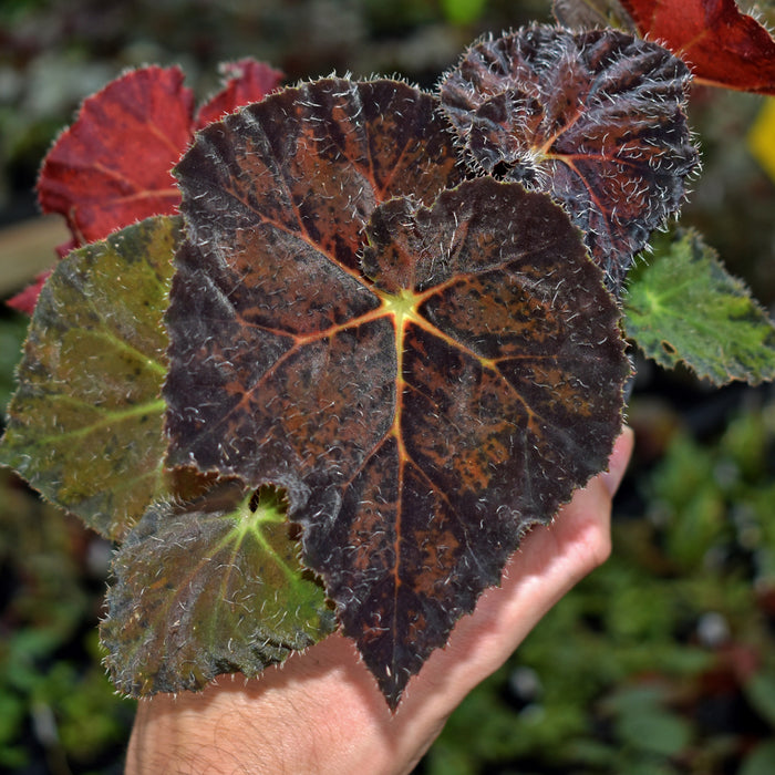 Begonia 'Brad Thompson'
