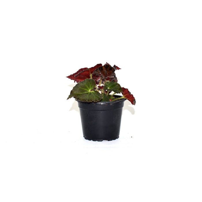 Begonia 'Brad Thompson'