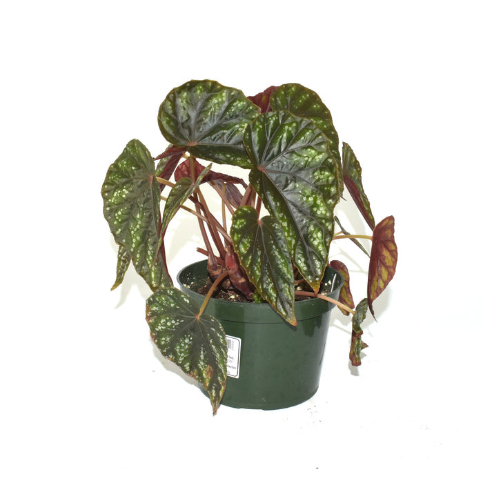Begonia handelii var. prostrata