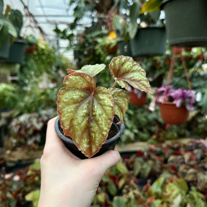 Begonia handelii var. prostrata