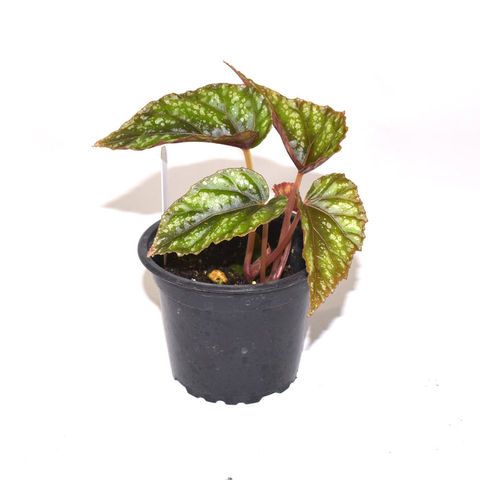 Begonia handelii var. prostrata