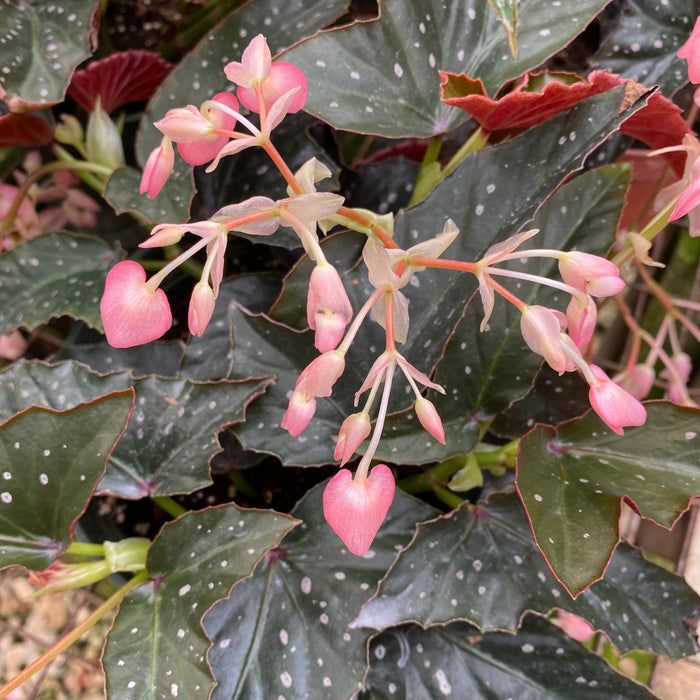 Begonia 'Harmony's Bat Shit Crazy'