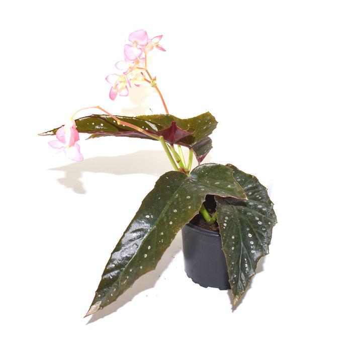 Begonia 'Harmony's Bat Shit Crazy'