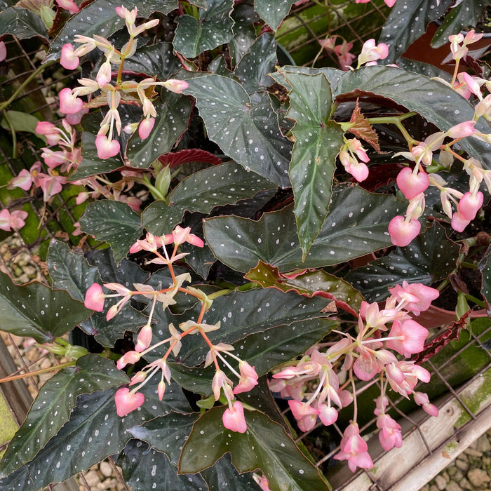 Begonia 'Harmony's Bat Shit Crazy'