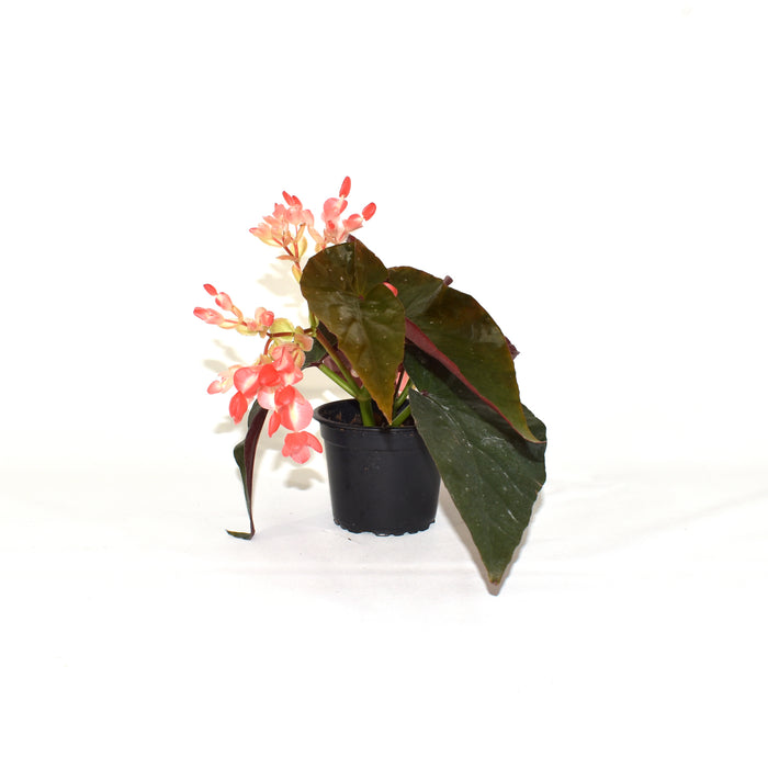 Begonia 'Harmony's Fireball'