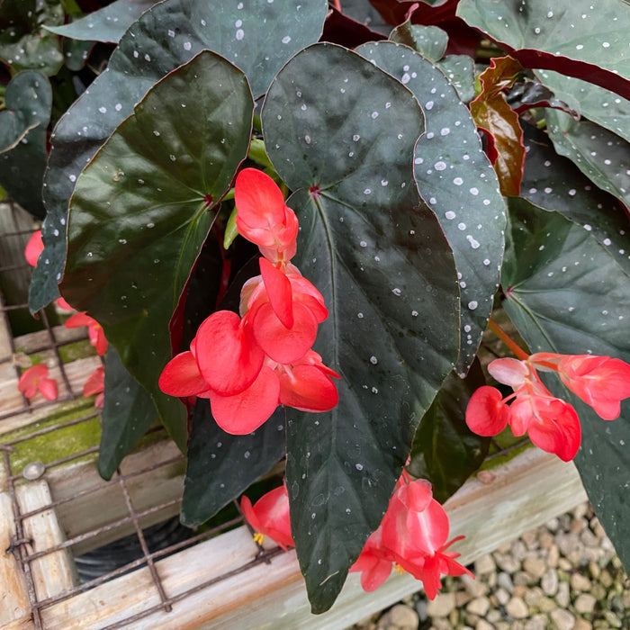 Begonia 'Harmony's Fireball'