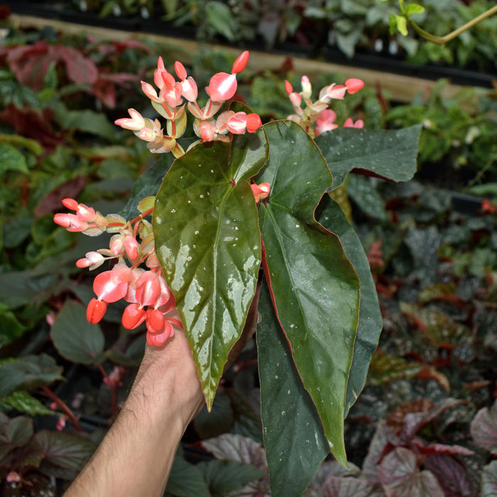 Begonia 'Harmony's Fireball'