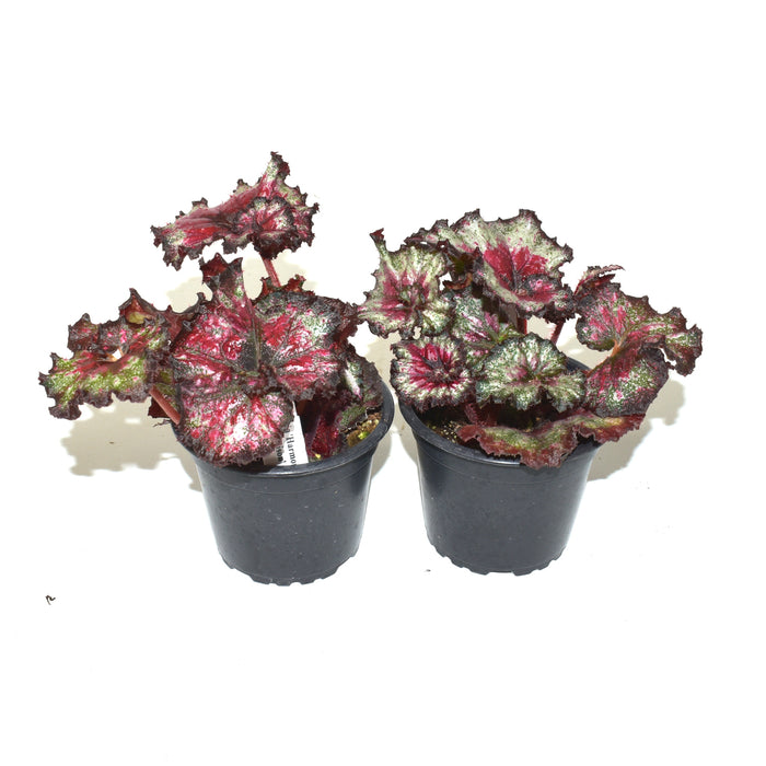 Begonia 'Harmony's Taste Of Poison'