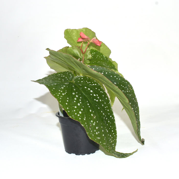 Begonia 'Harmony's Tinker Bell'