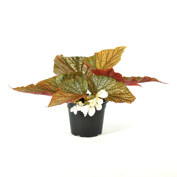 Begonia 'Lots of Dots'