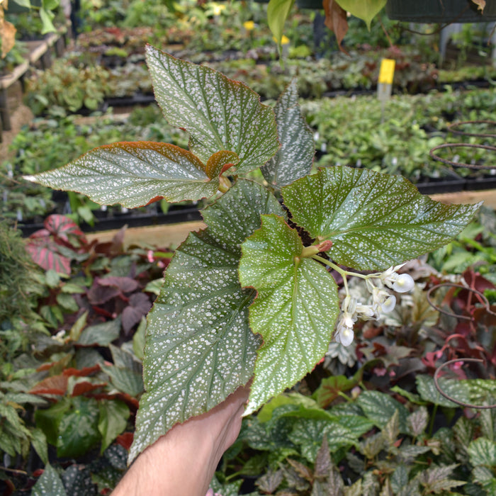 Begonia 'Lots of Dots'