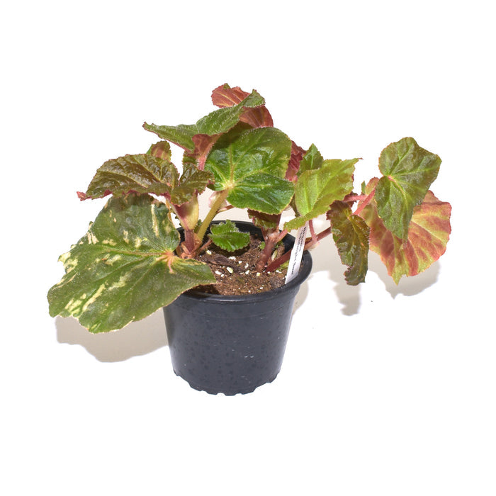 Begonia 'Midnight Sun' (Reverted)
