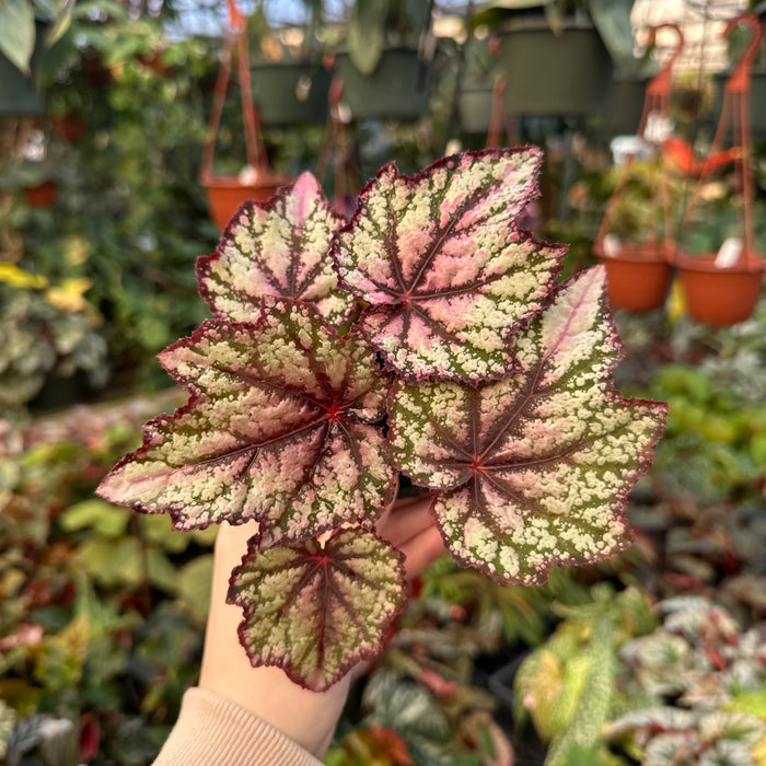 Begonia 'Robert Golden'