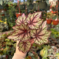 Begonia 'Robert Golden'