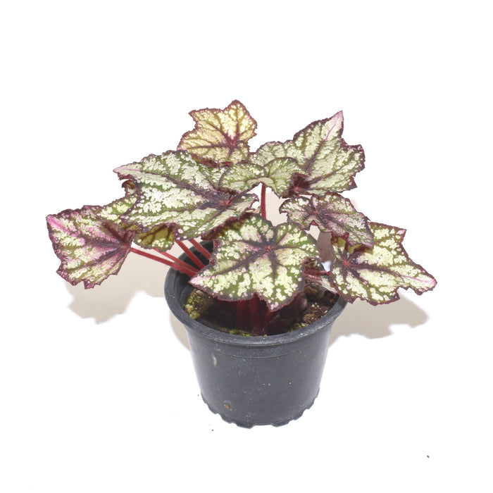 Begonia 'Robert Golden'