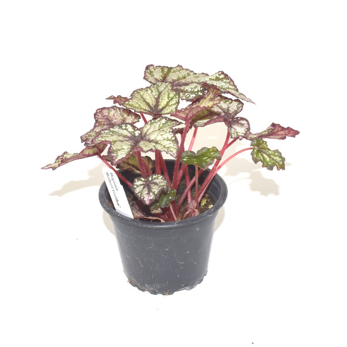 Begonia 'Robert Golden'