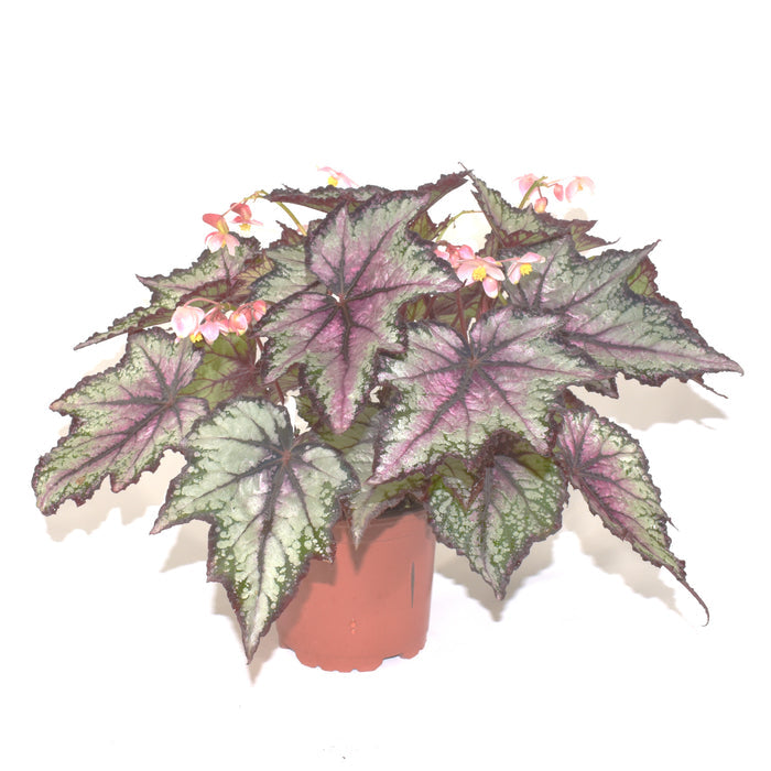 Begonia 'Robert Golden'