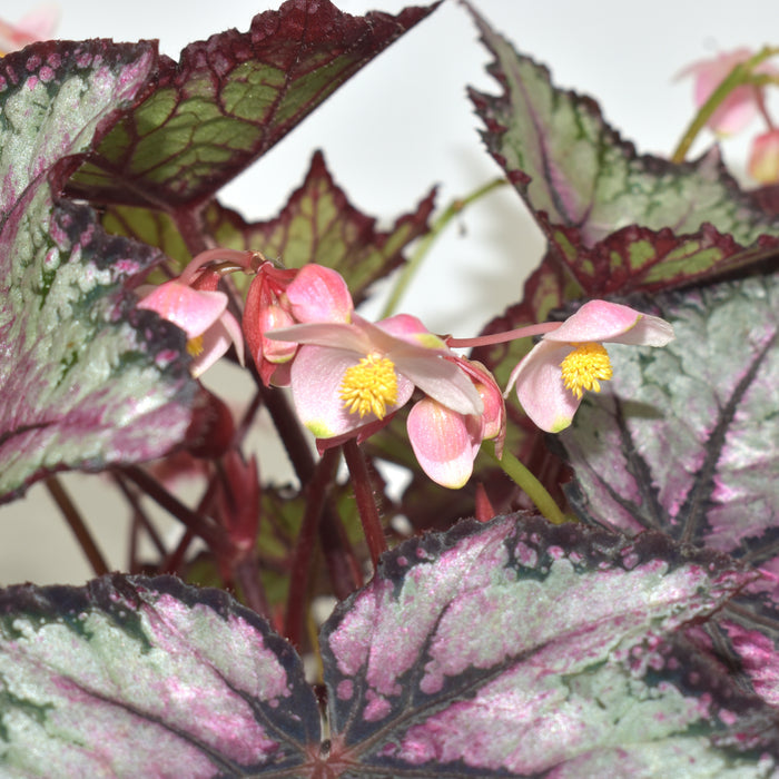 Begonia 'Robert Golden'