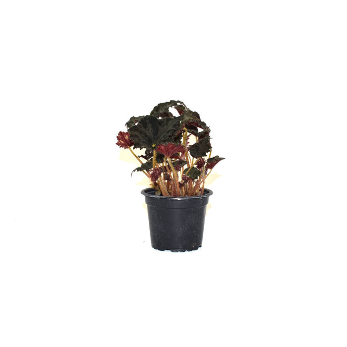 Begonia 'Steve's Leaves Borealis'