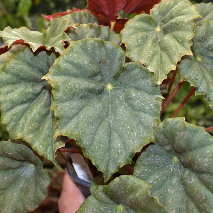 Begonia 'Steve's Leaves Dorian Gray'