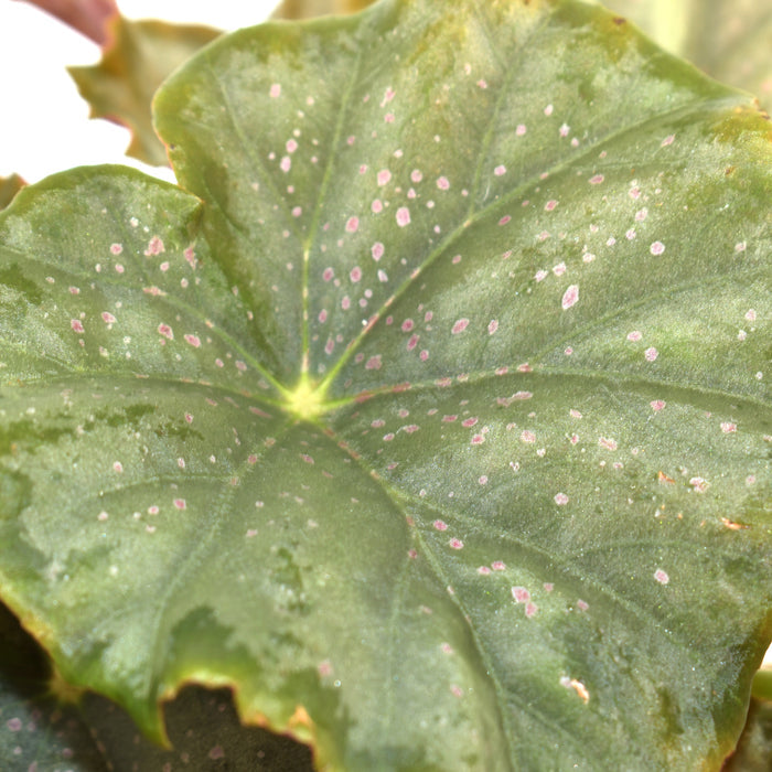 Begonia 'Steve's Leaves Dorian Gray'