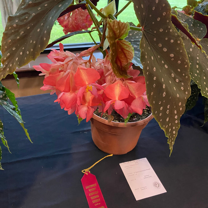 Begonia 'Steve's Leaves Extra Grande'