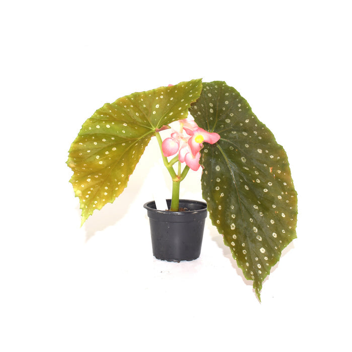 Begonia 'Steve's Leaves Extra Grande'