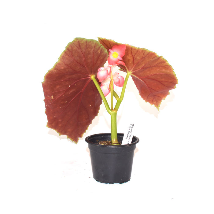 Begonia 'Steve's Leaves Extra Grande'