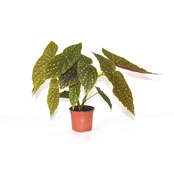 Begonia 'Steve's Leaves Extra Grande'
