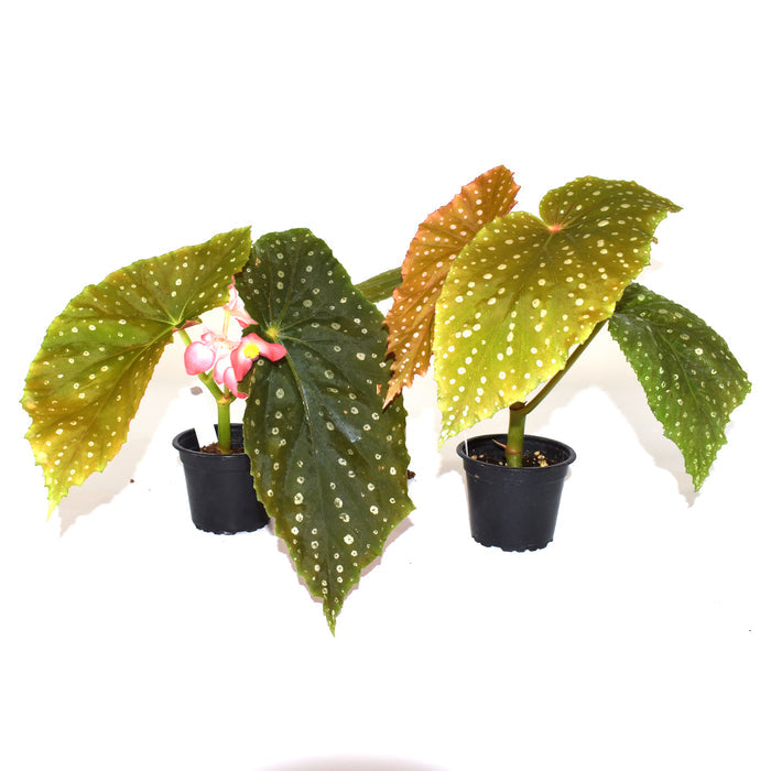 Begonia 'Steve's Leaves Extra Grande'
