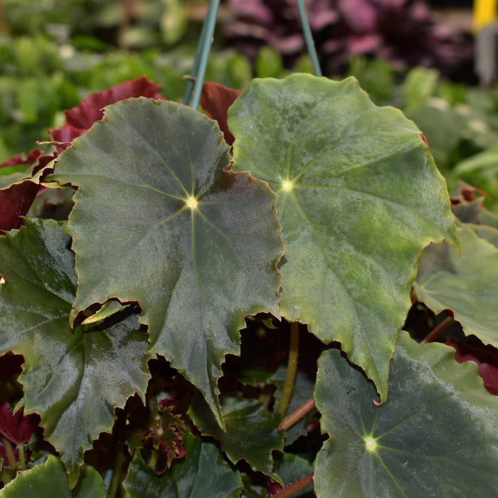 Begonia 'Steve's Leaves Witching Hour'