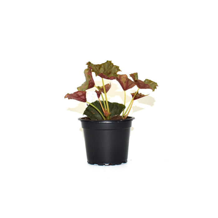 Begonia 'Steve's Leaves Witching Hour'