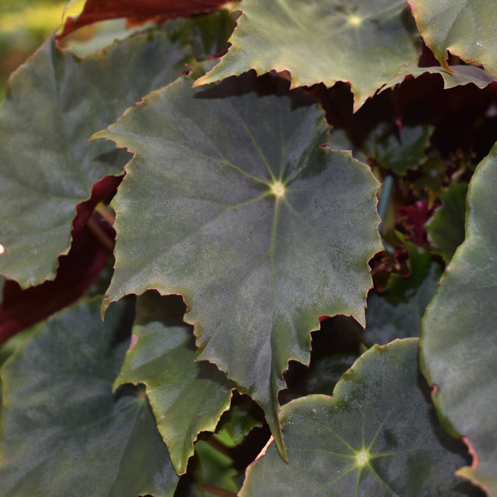 Begonia 'Steve's Leaves Witching Hour'
