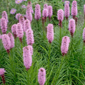 Blooming Hyacinth - Diffuser Fragrance