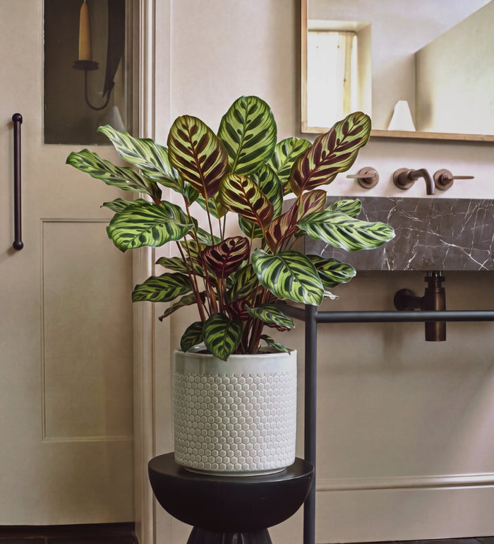 Calathea Makoyana