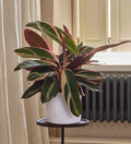 Calathea Triostar