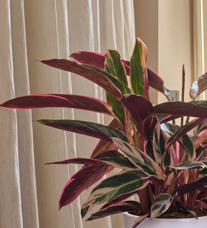 Calathea Triostar