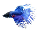 A vibrant blue crowntail betta male with flowing translucent fins and a striking red marking near its gill