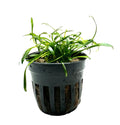 Black plastic hydroponic pot with Cryptocoryne Parva aquatic plant