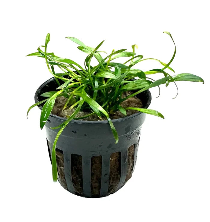 Black plastic hydroponic pot with green Cryptocoryne Parva plant