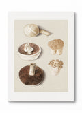 Culinary Fungi, Canvas