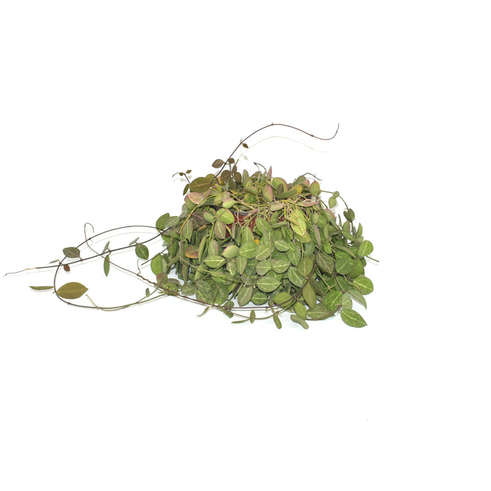 Dischidia ovata - 6" Hanging Basket