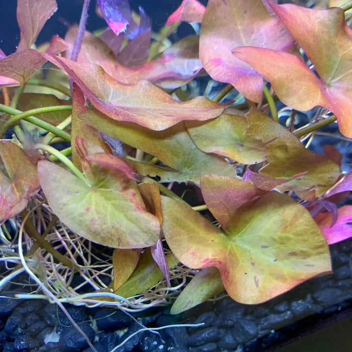 Vibrant Dwarf Lily Plant with multicolored broad leaves in green, orange, and pink