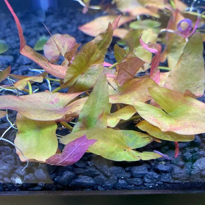 Vibrant Dwarf Lily Plant with multicolored green, yellow, and pinkish-purple leaves in aquarium